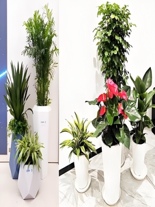 海曙绿植出租设计，给生活增添一抹绿韵