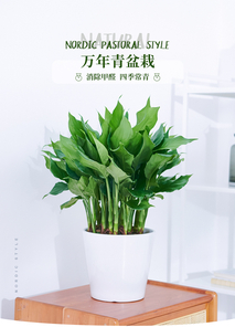 鄞州绿植出租设计