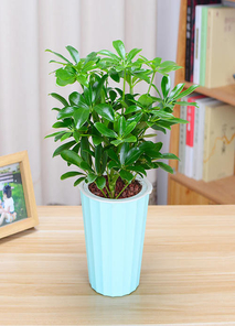 宁波海曙绿化养护设计