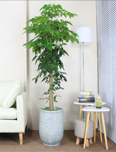 想找花木租赁？宁波这家服务堪称一绝！