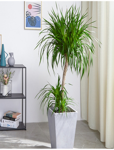 揭秘宁波镇海绿植出租方案，营造舒适宜人办公环境