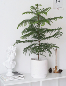 解锁前湾花木租摆，邂逅专属的绿色空间魅力！