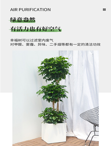 宁波镇海盆景出租价格究竟如何？快来瞧！亡