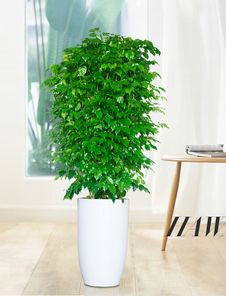 宁波余姚绿化修剪全攻略，为你呈现别样绿意