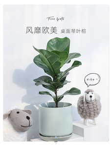 宁波余姚花卉租赁