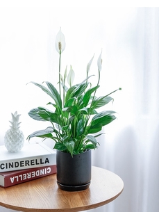 深挖宁波奉化绿化养护，为城市添一抹醉人的绿！