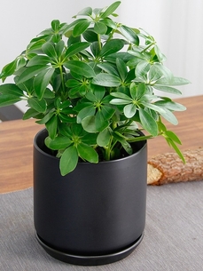 想让环境更添生机？鄞州植物租摆公司超厉害！