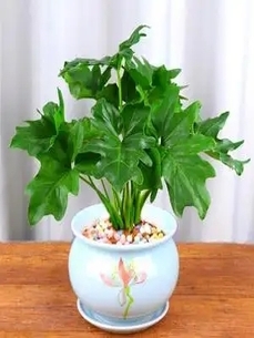 宁波前湾绿化修剪大揭秘，这些细节你知道吗？