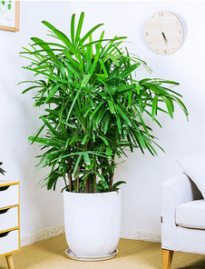 镇海绿化养护，价格超实惠，绿化效果超惊艳！