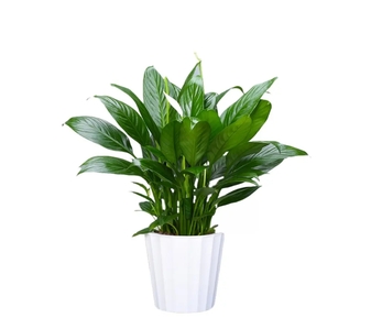 揭秘宁波慈溪绿植租赁哪家好，别错过！