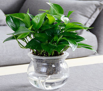 宁波镇海绿化修剪哪家好？这家公司口碑超佳！