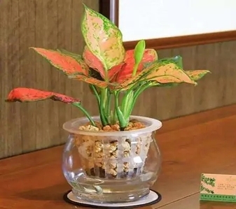 揭秘宁波鄞州盆景租赁价格，别错过！