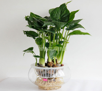 宁波镇海花木出租