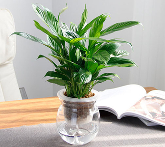 宁波杭州湾花卉租摆设计，为你定制专属绿植美