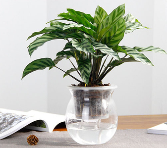 宁波江北花卉租摆价格实惠