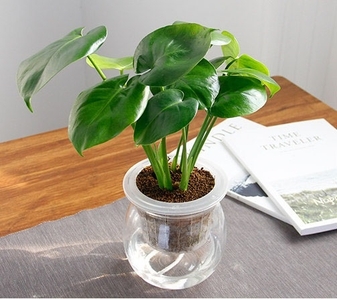 专业江北植物出租，为您装点别样办公环境