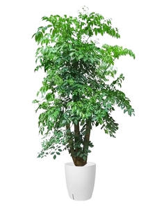 宁波镇海盆景租赁价格