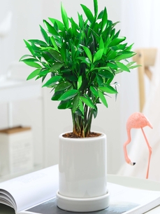 宁波植物租赁专业