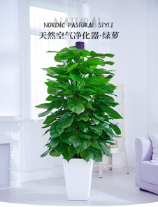 宁波余姚盆景租摆价格