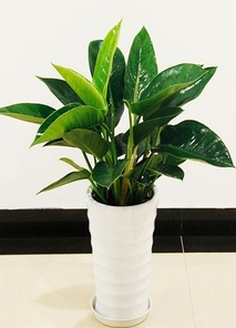 速看！宁波镇海盆景出租哪家好的秘密揭晓！