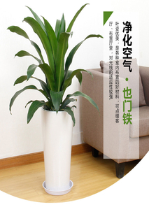 想在宁波镇海租花卉？这里价格超实惠，速来！